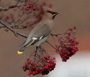 Waxwing